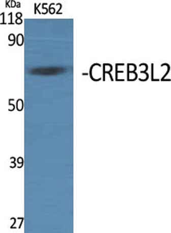 CREB3L2 rabbit pAb