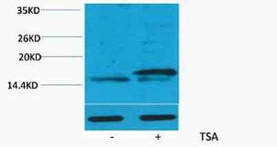 Histone H3 (Acetyl Lys36) rabbit pAb