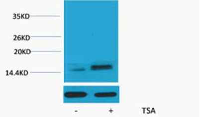 Histone H2A.Z (Acetyl Lys7) rabbit pAb