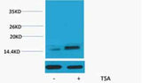 Histone H2A.Z (Acetyl Lys7) rabbit pAb