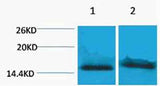Histone H4 (Tri Methyl Lys59) rabbit pAb