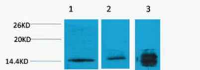 Histone H3 (Tri Methyl Lys4) rabbit pAb