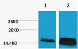 Histone H3 (Tri Methyl Lys14) rabbit pAb