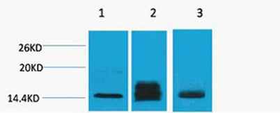 Histone H3 (Di Methyl Lys9) rabbit pAb