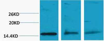 Histone H3 (Di Methyl Lys79) rabbit pAb