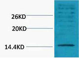 Histone H3 (Di Methyl Lys18) rabbit pAb