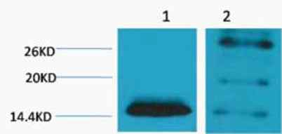 Histone H2B (Di Methyl Lys5) rabbit pAb