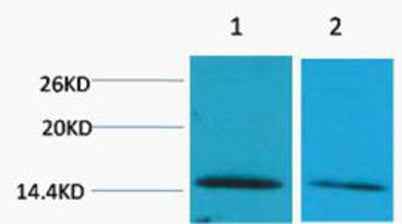 Histone H2B (Di Methyl Lys43) rabbit pAb