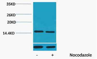 Histone H4 (Phospho Thr80) rabbit pAb