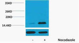 Histone H3 (Phospho Thr32) rabbit pAb