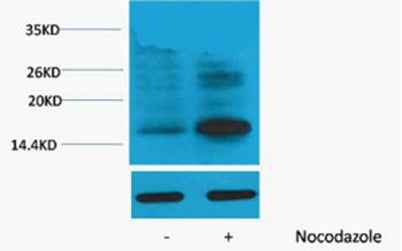 Histone H3 (Phospho Thr118) rabbit pAb