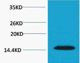 Histone H2A.X (Phospho Thr120) rabbit pAb