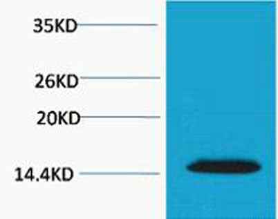 Histone H2A.X (Phospho Thr120) rabbit pAb