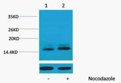 Histone H1 (Phospho Thr3) rabbit pAb