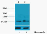 Histone H1 (Phospho Ser1) rabbit pAb