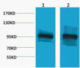 β-Catenin rabbit pAb