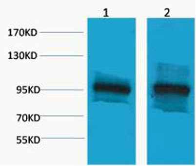 β-Catenin rabbit pAb