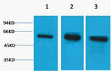 β Tubulin rabbit pAb
