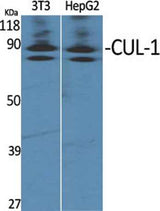 CUL-1 rabbit pAb