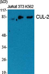 CUL-2 rabbit pAb