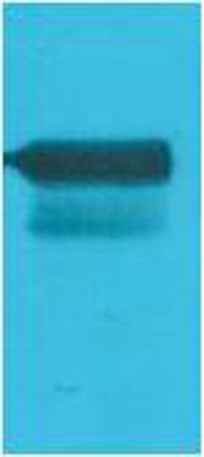 GAL4 Activation Domain rabbit pAb