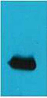 EYFP rabbit pAb