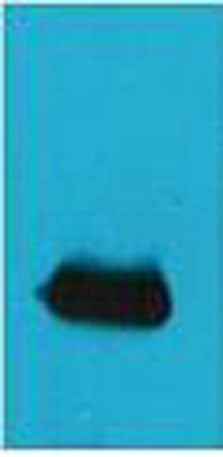 EYFP rabbit pAb