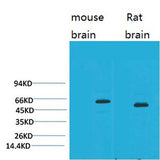 EAAT2 rabbit pAb 50µL/100µL