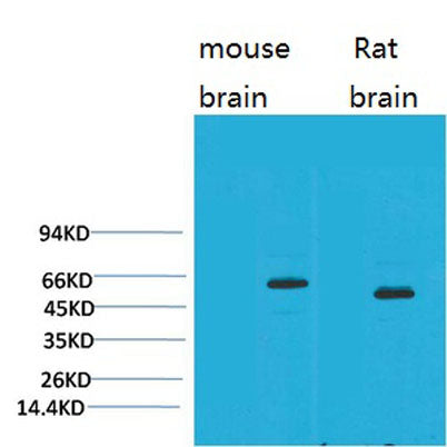 EAAT2 rabbit pAb 50µL/100µL