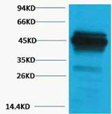 CK18 rabbit pAb