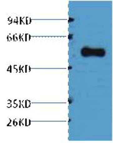 Alliinase rabbit pAb