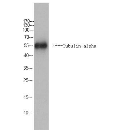 Tubulin alpha Rabbit pAb(Caenorhabditis elegans) 50µL/100µL