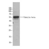 Tubulin beta Rabbit pAb(Caenorhabditis elegans)