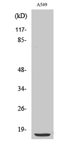 Cytochrome b5 rabbit pAb 50µL/100µL