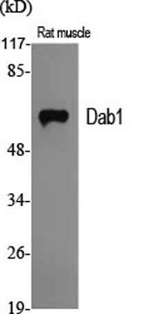 Dab1 rabbit pAb