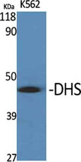 DHS rabbit pAb