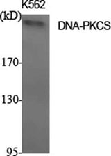 DNA-PKCS rabbit pAb