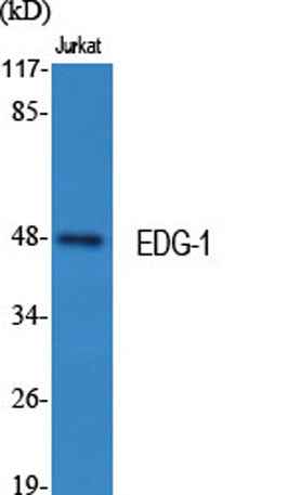 EDG-1 rabbit pAb