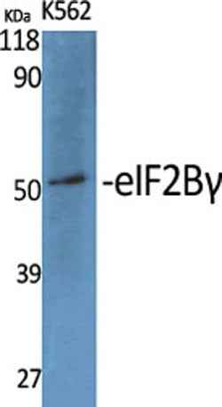 eIF2Bγ rabbit pAb