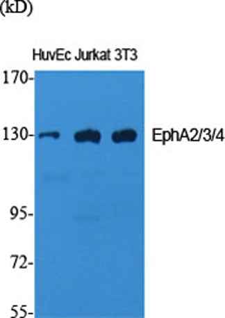 EphA2/3/4 rabbit pAb