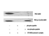 FRS2 rabbit pAb