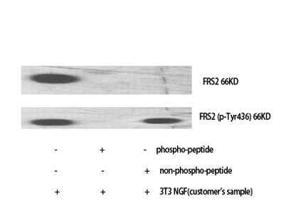 FRS2 rabbit pAb
