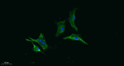 Gasdermin C rabbit pAb