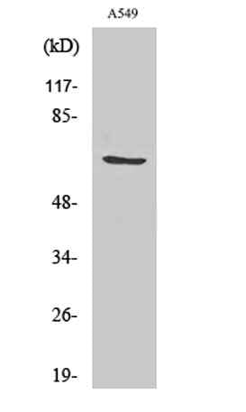 GCSc-γ rabbit pAb