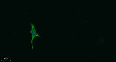 Ghrelin rabbit pAb