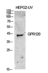 GPR120 rabbit pAb
