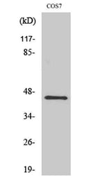 GRP1 rabbit pAb