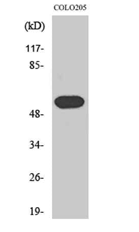 Histamine H1 Receptor rabbit pAb