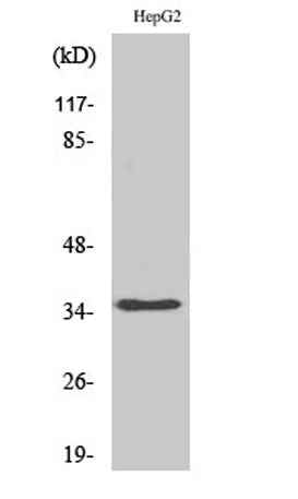 hnRNP A2/B1 rabbit pAb