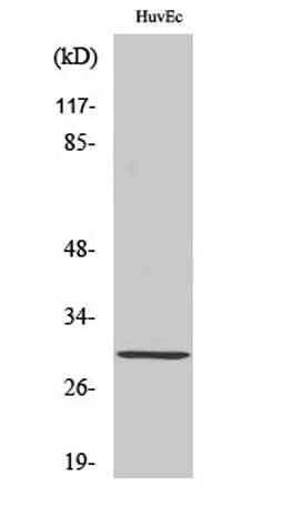 HoxB5 rabbit pAb